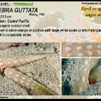 Terebra guttata - Terebridae