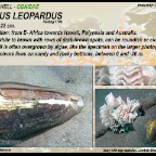 Conus  leopardus - Leopard cone shell