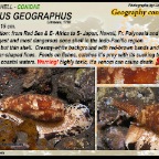 Conus eburneus - Ivory cone shell