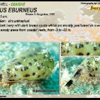 Conus eburneus - Ivory cone shell