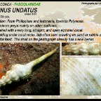 Fusinus undatus - Fasiolariidae