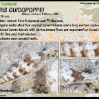 Turris guidopoppei - Turridae