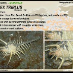 Murex tribulus - Muricidae