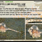 Haustellum haustellum - Muricidae