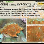 Chicoreus microphyllus - Curly murex