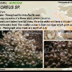 Chicoreus sp