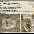 Oliva textilina - Olividae