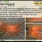 Limaria fragilis - Fragile file shell