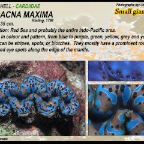 Tridacna  maxima - Cardiidae