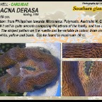 Tridacna  gigas - Giant clam shell