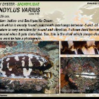 Spondylus varius - Spondylidae
