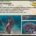 Pteria penguin - Pteridae