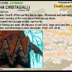 Lopha cristagalli - Cockscomb oyster