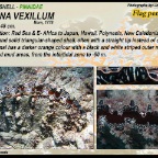 Atrina vexillum - Flag pen shell