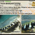 Pinctada margaritifera - Pteriidae