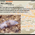 Bullina lineata - Bullinidae