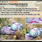 Haminoea cyanomarginata - Haminoeidae
