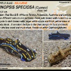 Philinopsis speciosa - Aglajidae