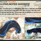 Tubulophilinopsis gardineri - Aglajidae