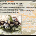 Tubulophilinopsis pilsbry - Aglajidae