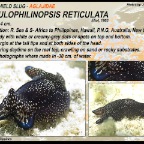 Tubulophilinopsis reticulata - Aglajidae