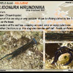 Chelidonura hirundinina - Aglajidae
