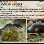 Cheilidonura amoena - Aglajidae