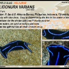 Chelidonura varians - Aglajidae