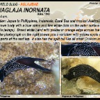 Mariaglaja inornata - Aglajidae