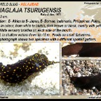 Mariaglaja tsurugensis - Aglajidae