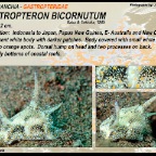 Gastropteron bicornutum - Gastropteridae