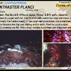 Acanthaster planci - Crown-of-thorns sea star