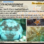 Culcita novaeguineae - Cushion star