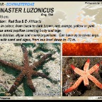 Echinaster luzonicus - Luzon sea star
