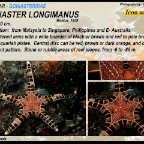 Iconaster longimanus - Icon sea star