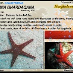 Fromia ghardaqana - Hurghada sea star