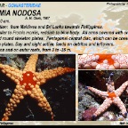 Fromia nodosa -  Noduled sea star