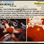 Fromia monilis - Necklace sea star