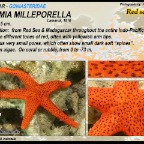 Fromia milleporella - Red sea star