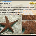 Fromia indica - Indian sea star