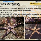 Celerina heffernani -  Heffernan's sea star