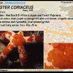 Leiaster  coriaceus - Ophidiasteridae