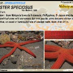 Leiaster  speciosus -  Velvety sea star