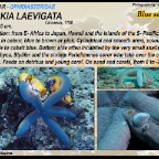 Linckia laevigata - Blue sea star