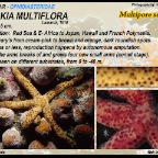 Linckia  multiflora -  Multipore sea star
