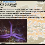 Linckia  guildingi - Guilding's sea star