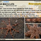 Luidia maculata - Seven-armed sea star