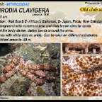 Mithrodia clavigera -  Old club sea star