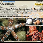 Nardoa frianti - Friant's sea star