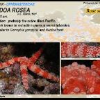 Nardoa rosea - Rose sea  star